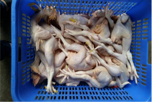 鸡