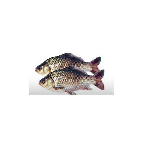 鲫鱼活