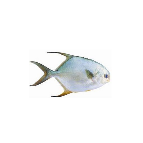 金昌鱼活