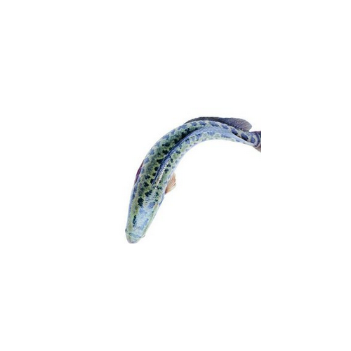 生鱼活
